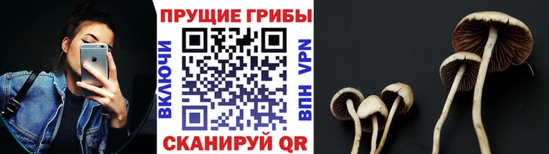 как найти Белово Псилоцибиновые грибы GOLDEN TEACHER